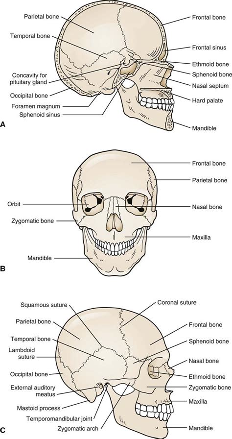 Yup there are 14 bones in face and can be rememberd by mnemonic. Head and Face | Musculoskeletal Key