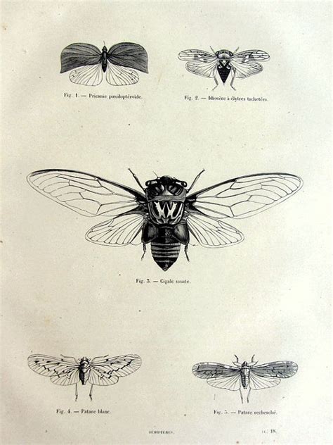 Vintage Cicada Illustration