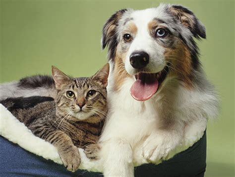 Cats vs dogs: Which pet is smarter? - NY Daily News