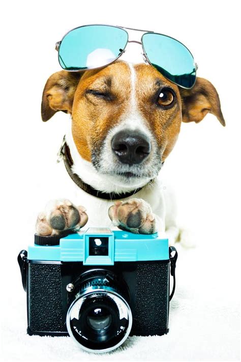 Dog With Shades And A Photo Camera Royalty Free Stock Photo Image