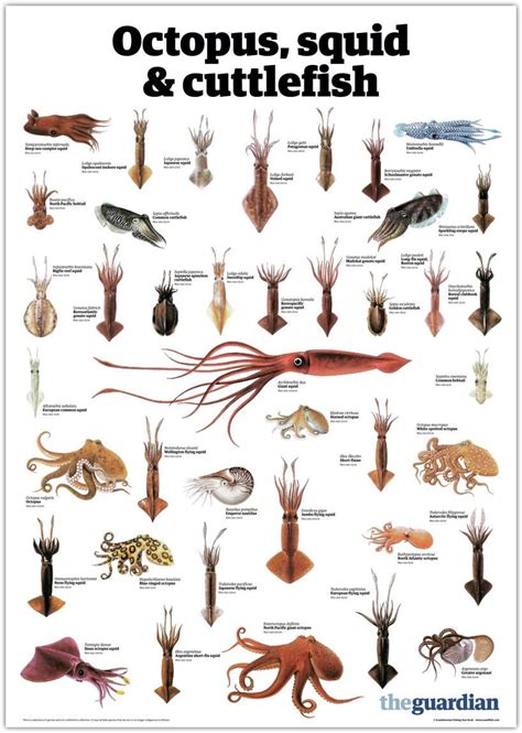 Octopus Squid And Cuttlefish Ocean Creatures Marine Animals Ocean