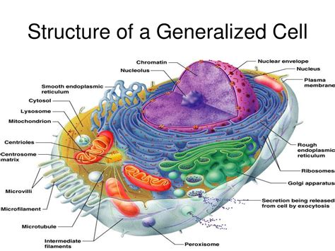 Vacuole Model Bing Images Human Cell Diagram Physiology Cell Biology