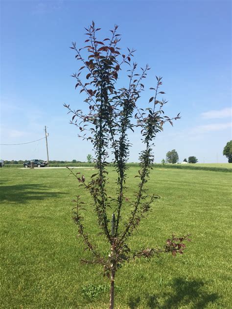 Prairie Fire Crabapple Growth