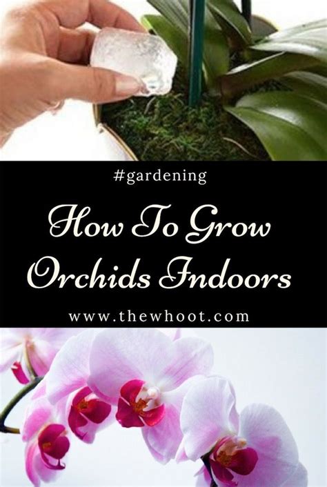 How To Grow Orchids Indoors A Guide For Beginners Growing Orchids