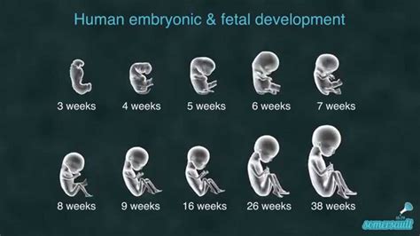Human Embryonic And Fetal Development 10 Stages Youtube