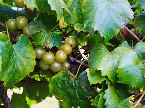 Pruning Muscadine Grapes Learning To Trim A Muscadine Grapevine