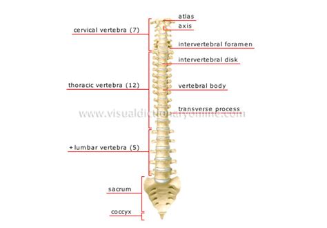 Vertebral Column: One Of The Bones In Your Vertebral Column
