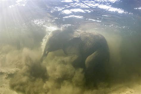 African Elephant Swimming Photograph By Peter Scoonesscience Photo Library