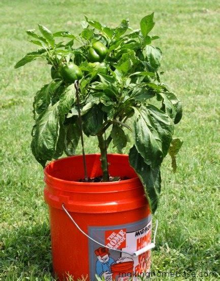 Transplanting Pepper Plants Vegetable Garden Blog