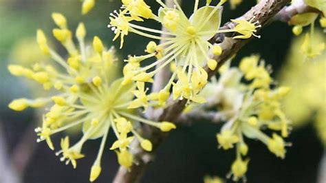 Best Flowers And Shrubs For Winter Scent Nz