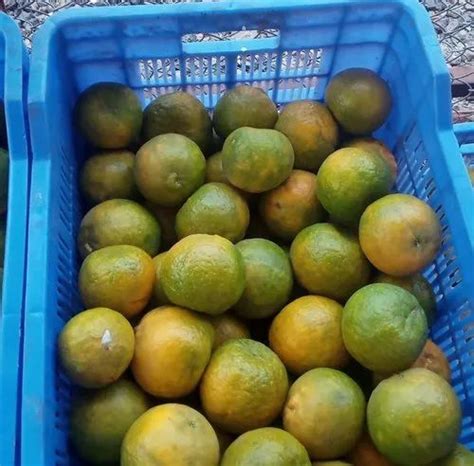 A Grade Maharashtra Farm Fresh Orange At Rs 150kg In Pune Id