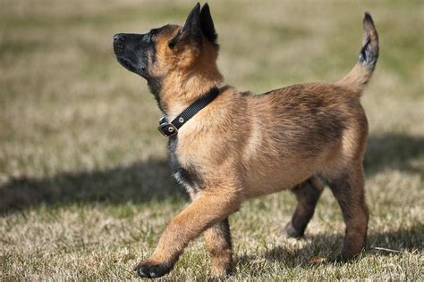 Belgian Malinois Puppies Breed At A Glance