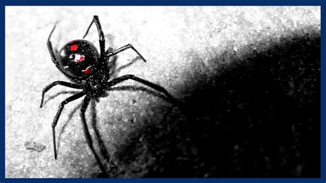 In fact, male redbacks are complicit and do nothing to avoid being eaten because it does not prevent them from. 5 Deadly Facts About Spiders - YouTube