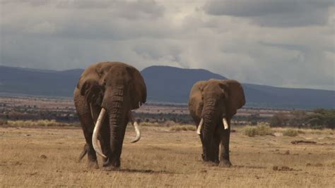 Two Of The Largest Elephants Stock Footage Video 100 Royalty Free