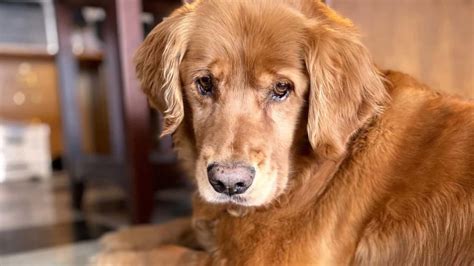 Golden Retriever Curly Hair With Pictures From Owners Paws And Learn
