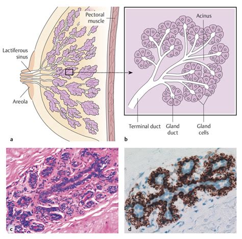 Interlobular Duct Breast