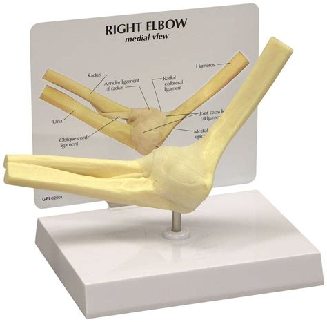Anatomy Model Elbow Joint Muscled