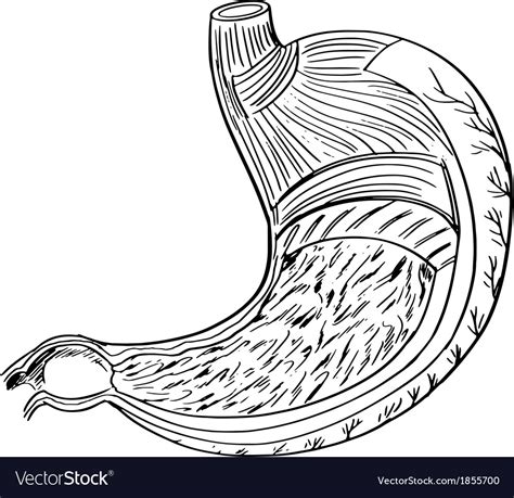 Internal Anatomy Of The Stomach Royalty Free Vector Image