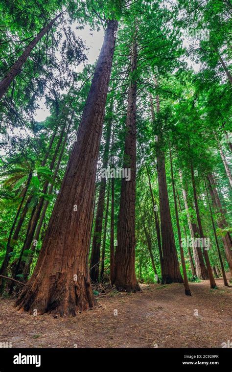 The Redwoods In The Whakarewarewa Forest Redwoods Treewalk Rotorua