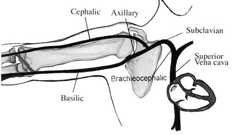 Upper Limb Veins Images Upper Limb Veins Anatomyzone