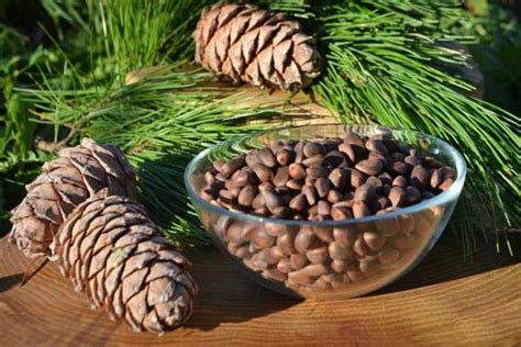 Cedar Pine Nut Siberian Cedar Collected In Altai Selective Etsy
