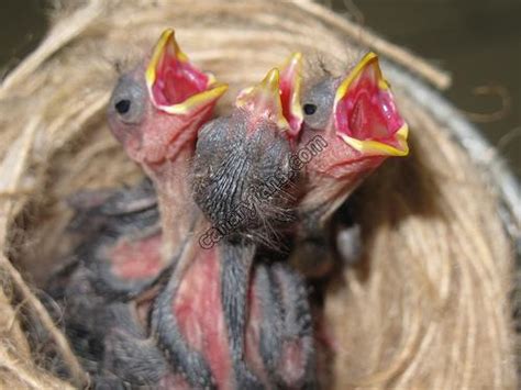 Première chaîne d'info et de politique ivoirienne. السسكن ذو الرأس الأسود Black-headed Siskin - مملكة البحر و ...