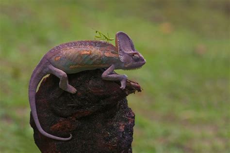 10 Wondrous Praying Mantis Facts