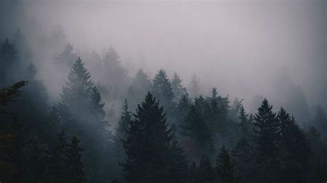 Fog 5k 4k Wallpaper Trees Forest Horizontal Decompress And Reflect