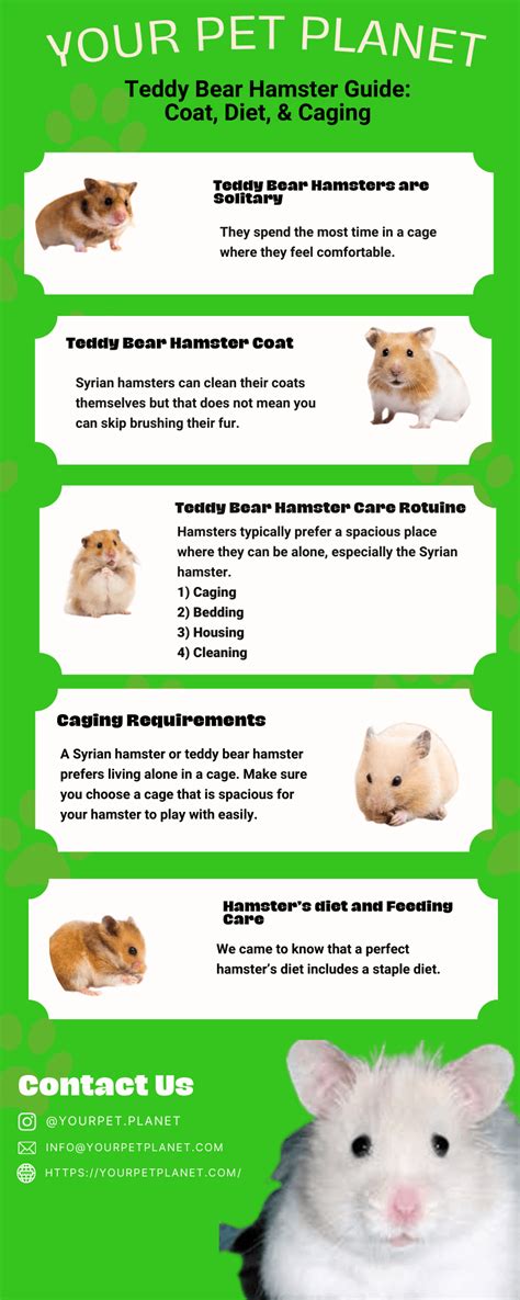 Expert Guide Teddy Bear Hamster Care Lifespan And Tips Hamster