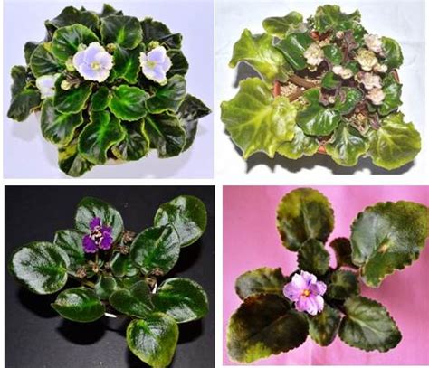 The plants grow in colors of purple, pink, white, blue, red, yellow, and cream. Yellow Leaves on African Violet Plants - Baby Violets