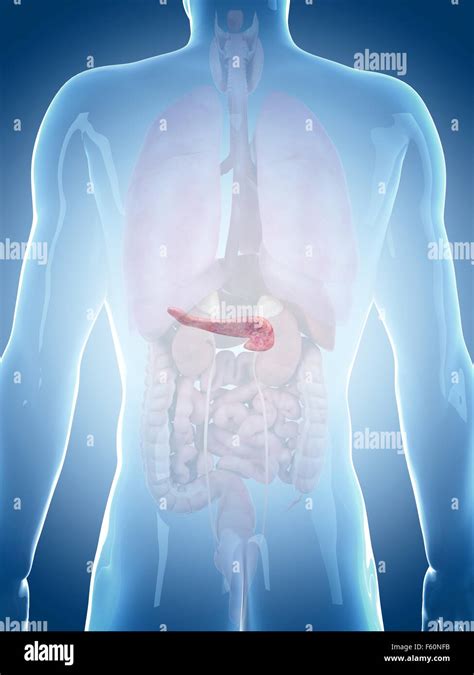 Medically Accurate Illustration Of The Pancreas Stock Photo Alamy