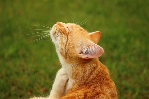 There's never a visit fee, and you'll earn pals rewards with each. Why is my pet itching or loosing its hair? - Telford Vet Blog
