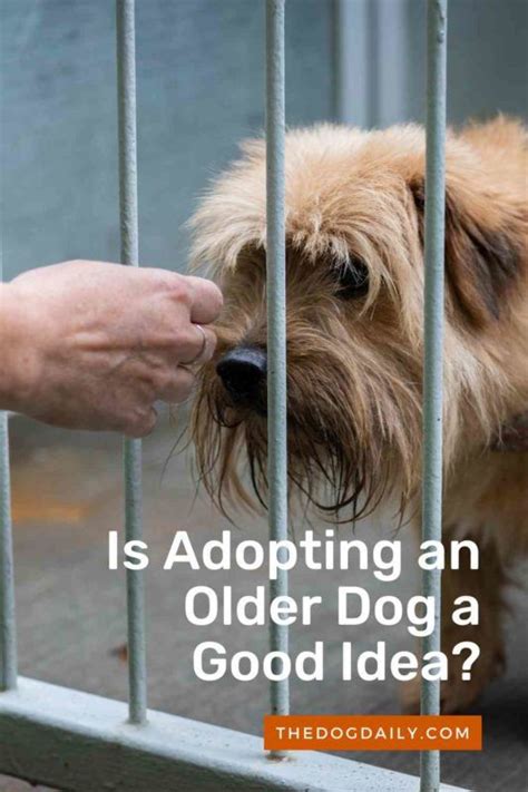 Catadoptables adopts adoptable cat adopt adoptablesopen catadopt catadoptable cats. What is Dog Adoption and is Adopting an Older Dog a Good ...