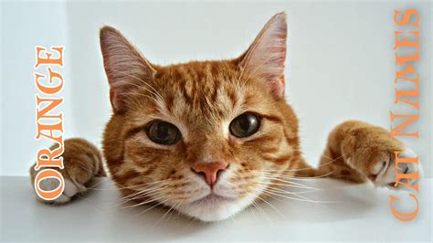 200 Ginger Cat Names For Your New Orange Cat