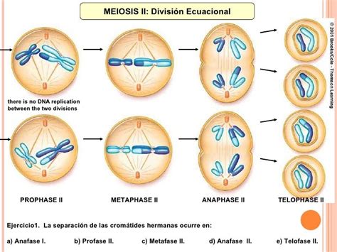 División Celular Mitosis Meiosis Control Industrial 2009