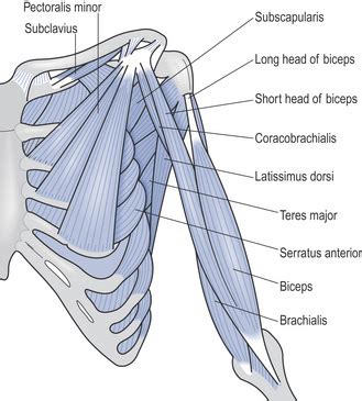 The pectoralis major, or chest muscle, is composed of both an upper and a lower portion, and most guys need to do let's start by looking at the anatomy of the chest muscles. 1: Neuromusculoskeletal anatomy | Musculoskeletal Key