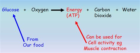 Aerobic, or respiration in the presence of oxygen, and anaerobic, or aerobic respiration requires oxygen as a reactant, and creates energy more efficiently than anaerobic respiration. Energy, Structure, Reproduction - Biology 240 with Liepkalns at Emory University - StudyBlue