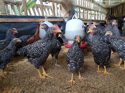 You will need a place to keep your fowl, so you can choose from the various chicken coops. DA to Launch a National Backyard Poultry Program Aiming to ...