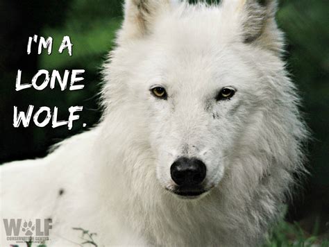 The Wolf Is A Symbol Of Americas Vanishing Wilderness Not