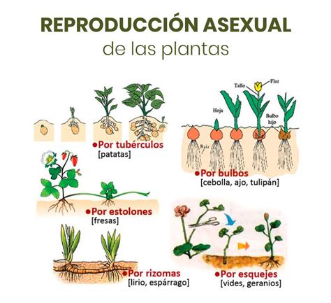 Formas De Reproducción Asexual De Las Plantas Reproducción Asexual En