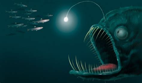 Three In Four Deep Sea Animals Are Bioluminescent