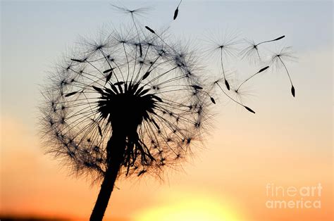 A Dandelion Blowing Seeds In The Wind Photograph By Janbussan Pixels