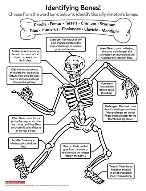 Help Your Child Learn About Growing Bodies With This Bone
