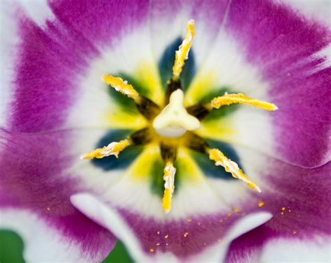 Tulip Flower Pistils Ovaries Bruno Paolo Benedetti