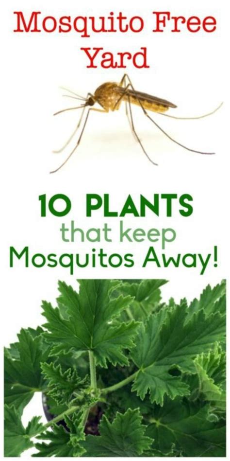 10 Plants To Keep Mosquitos Away