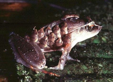 Male Microchips Frog With Babies On Back Frog Frog Species Amphibians