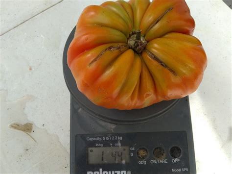 Rw Cephei Tomato Seeds For Sale At Bounty Hunter Seeds