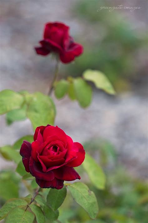 High quality salem oregon gifts and merchandise. Red Roses Bush's Pasture Park Salem, Oregon Greengate ...