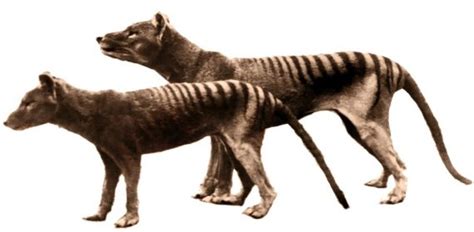 Newly Released Video From 1935 Shows The Now Extinct Tasmanian Tiger