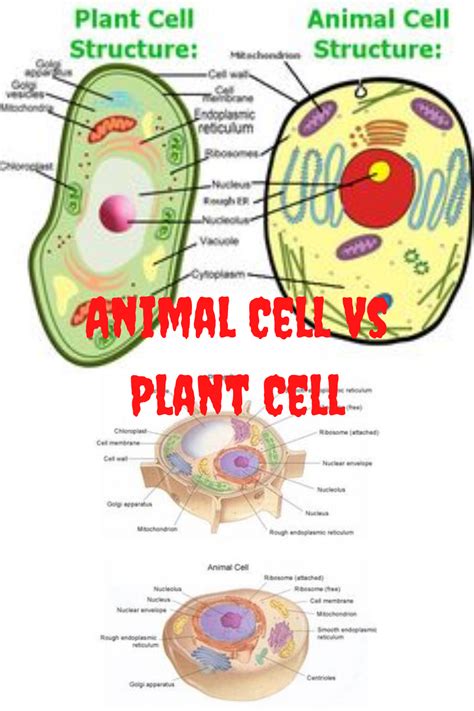 Animal Cell Vs Plant Cell Animal Cell Cell Diagram Plant And Animal